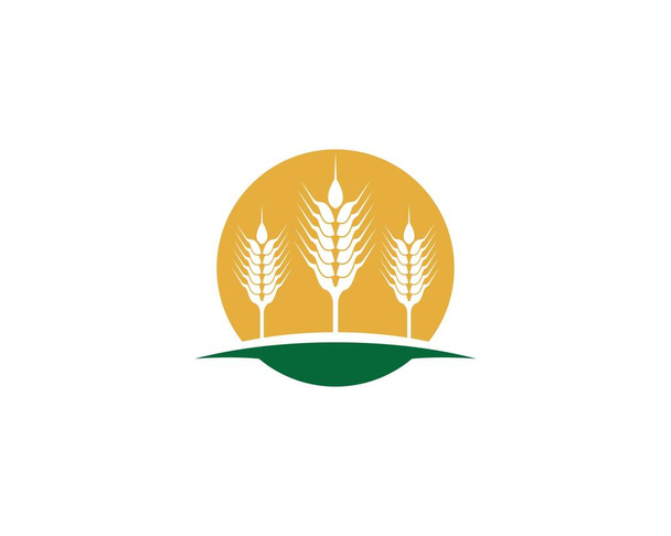 Návrh vektoru šablony loga pšenice zemědělství  - Vektor, obrázek