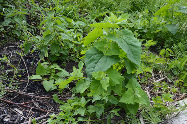 サラダの葉野菜として使用される三叉ホルテンシス、オラッシュ。三叉ホルテンシスは庭で成長します. - 写真・画像