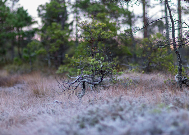Bataklıkta alacakaranlık sabahı, yosun yosunları, liken ve çimenler üzerindeki ilk don, karanlık ağaç siluetleri, bataklıkta sonbahar sabahı, geleneksel Letonya bataklığı - Fotoğraf, Görsel