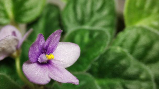 Lila saintpaulia violette Blume auf dem Hintergrund grüner Blätter Nahaufnahme - Foto, Bild