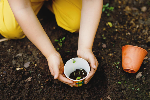 Κοντινό πλάνο των χεριών του μικρού κοριτσιού προσχολικής ηλικίας φύτευση σπορόφυτα ηλιοτρόπια στον κήπο. Το μικρό παιδί μαθαίνει κηπουρική, φύτευση και καλλιέργεια λουλουδιών και φυτών. Παιδιά και οικολογία, έννοια του περιβάλλοντος. - Φωτογραφία, εικόνα
