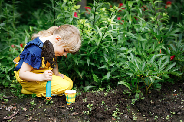 Little preschool girl planting seedlings of sunflowers in domestic garden. Toddler child learn gardening, planting and cultivating flower and plant. Kids and ecology, environment concept. - Photo, Image