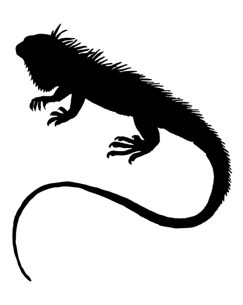 silhouette iguana
  - Vettoriali, immagini