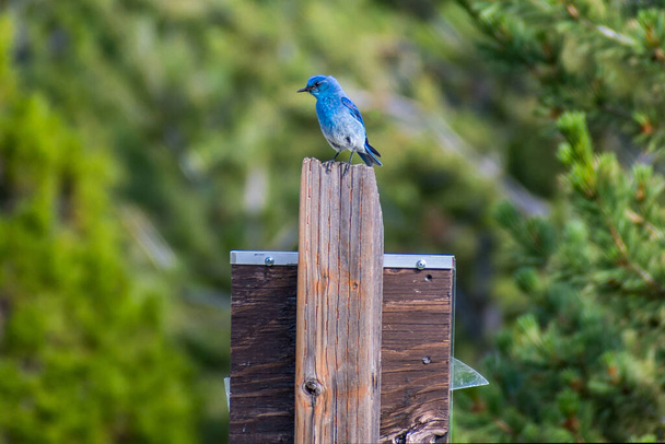 A Mountain Bluebird in Lewis and Clark Cavern SP, Montana - Фото, изображение
