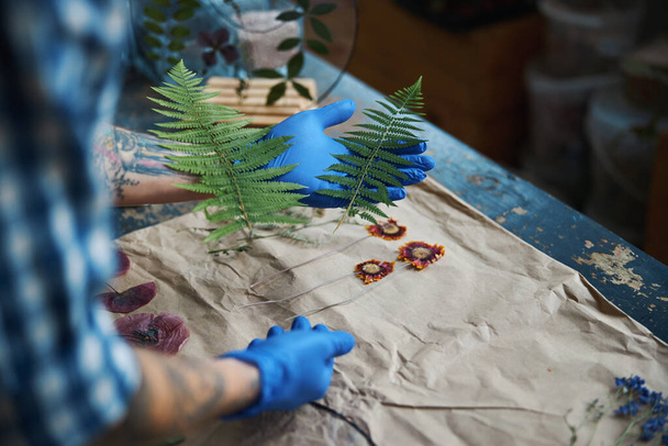 Herbolario masculino en guantes estériles haciendo herbario en taller - Foto, Imagen