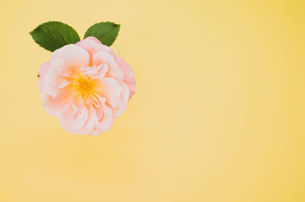 A top view of a delicate rose on a yellow surface - 写真・画像