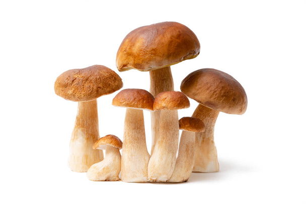 Group of brown cap Boletus Edulis isolated on white background. Edible mushrooms in the kitchen. Nobody - Photo, Image