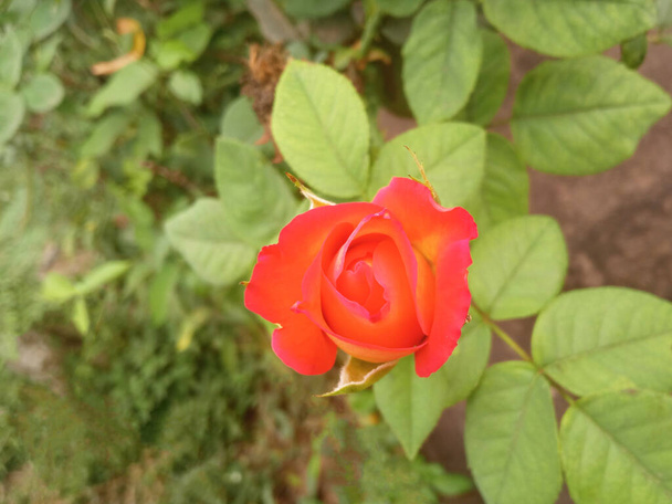 Топлес, апельсинові та рожеві троянди квітка, що цвіте на дереві в саду розмитий фон для стокової фотографії, домашніх рослин, весняний квітковий
 - Фото, зображення