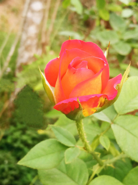 Vertikales Bild, orange und rosa Rosen Blume blüht auf Baum im Garten verschwommenen Hintergrund für Archivfoto, Zimmerpflanzen, Frühling Blumen - Foto, Bild