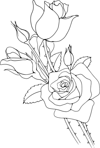 Rose Line Art Ilustracja dla kart, zaproszenie, Tło, itp.. - Zdjęcie, obraz
