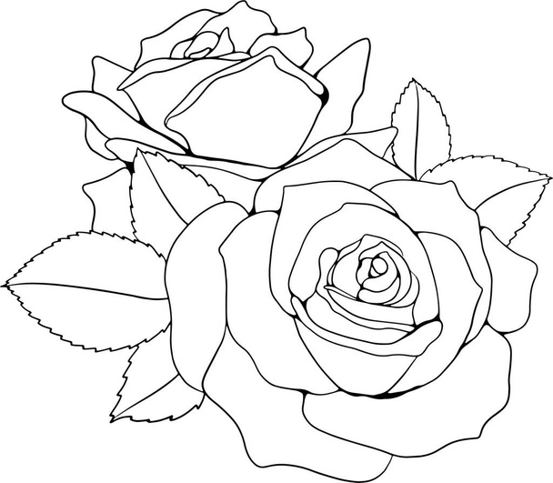 Rose Line Art Illustratie voor kaarten, Uitnodiging, Achtergrond, Etc. - Foto, afbeelding