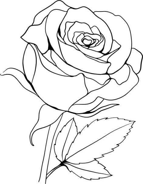 Illustration d'art Rose Line pour cartes, invitation, fond, etc.. - Photo, image