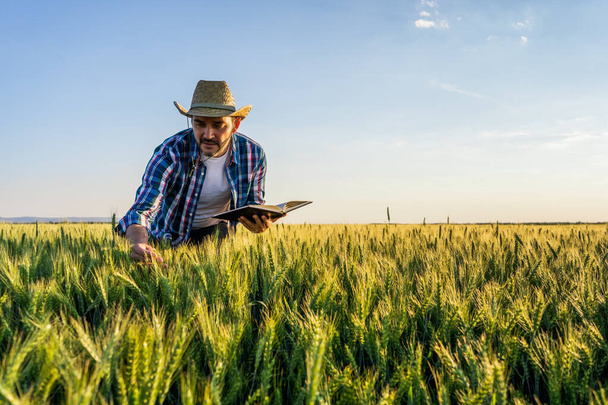 Фермер стоїть на своєму полі вирощування пшениці. Він перевіряє врожай після успішної сівби.. - Фото, зображення