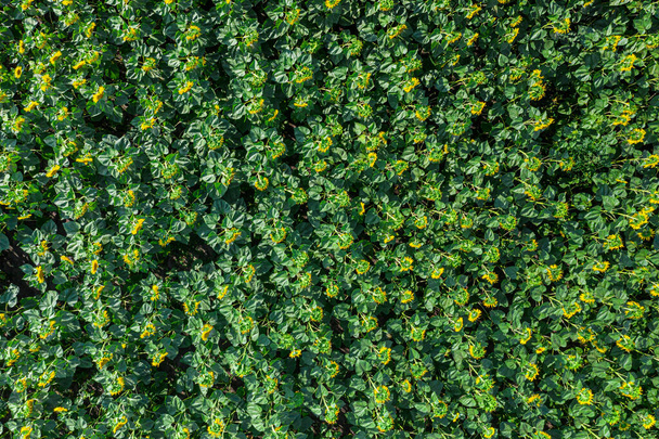 Panoramic view of sunflower field. Top view of sunflower heads. Picture is taken by drone. - Foto, immagini