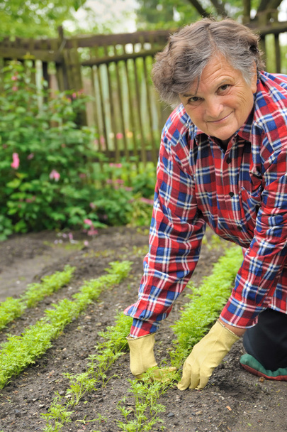 Senior woman gardening - weeding carrot - Photo, image