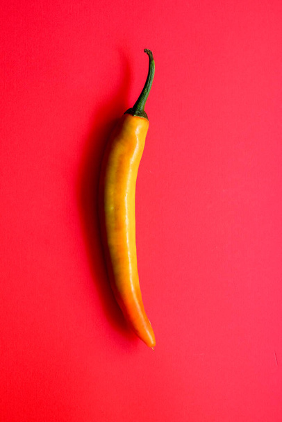Single chili pepper on red background, creative minimalism concept with copy space. - Photo, image