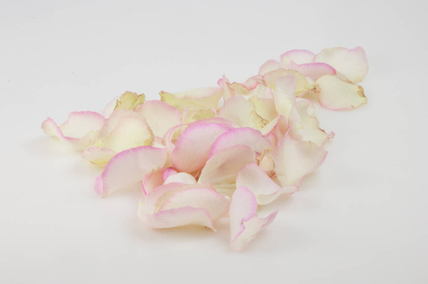 Πέταλα ενός ροζ τριαντάφυλλου σε λευκό φόντο. Εορταστική δωροκάρτα με χώρο αντιγραφής, διάταξη. - Φωτογραφία, εικόνα