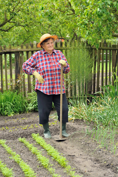 Senior woman gardening - hoeing vegetable bed - Zdjęcie, obraz