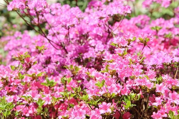 Rhododendron blooming - Фото, зображення
