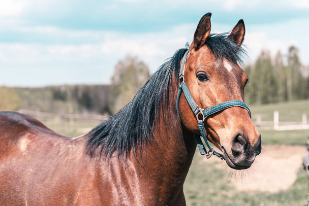 Porträt eines Pferdes, braun, Kastanienpferde.Vollblut-Youngster posiert im Sommer auf der grünen Weide.Pferd im Sommer Natur.Nahaufnahme. - Foto, Bild