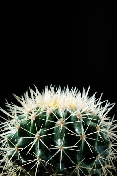 Little cactus plant against black wall. - Photo, Image