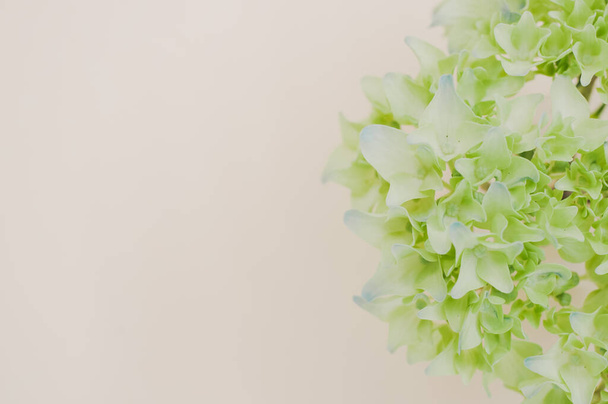 A top view of a green hydrangea on a white surface - Foto, Bild