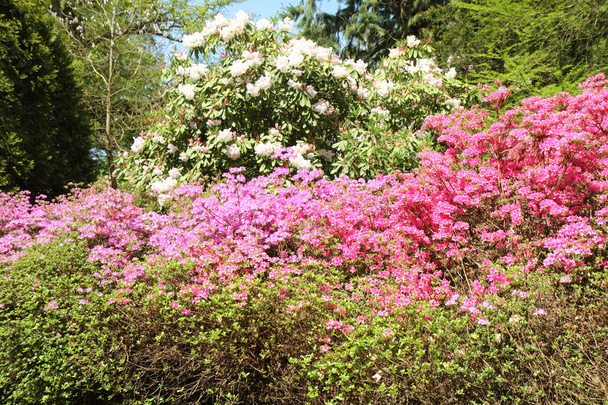 Rhododendron blooming - Фото, изображение