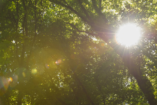 A luz do sol brilha através do dossel de folhas nas árvores da floresta - Foto, Imagem