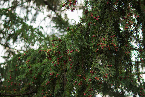 Fluffy spruce branch. Green thorny branches of spruce or pine with cones. Template for a Christmas card. - Photo, Image