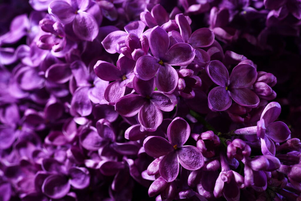 Primer plano de Lila púrpura, Syringa vulgaris. Flor de lila, Primer plano de una lila común - Foto, Imagen