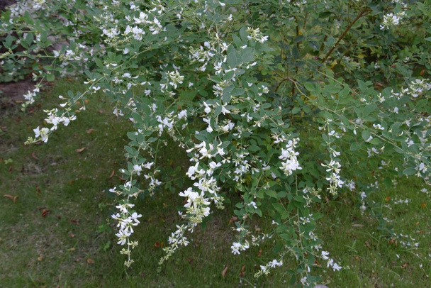 Trevo de arbusto branco no jardim de estilo japonês. - Foto, Imagem
