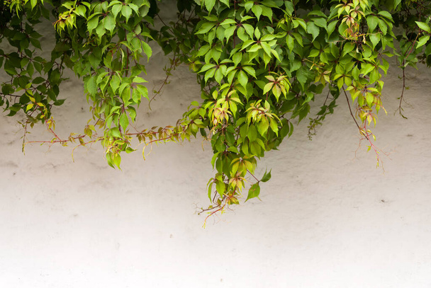 The green ivy on a stone wall, a beautiful background. Antigua Guatemala - Foto, Imagen