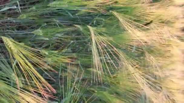 Pan view golden ears of barley on agricultural field - Footage, Video