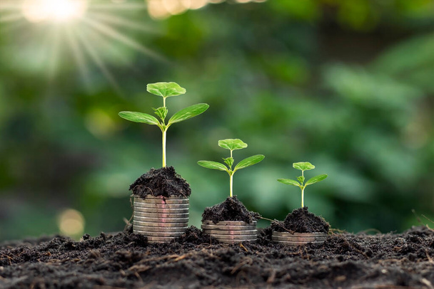 Planting and developing trees on coin pile as well as green nature background blur the concept of financial and economic growth. - Photo, Image