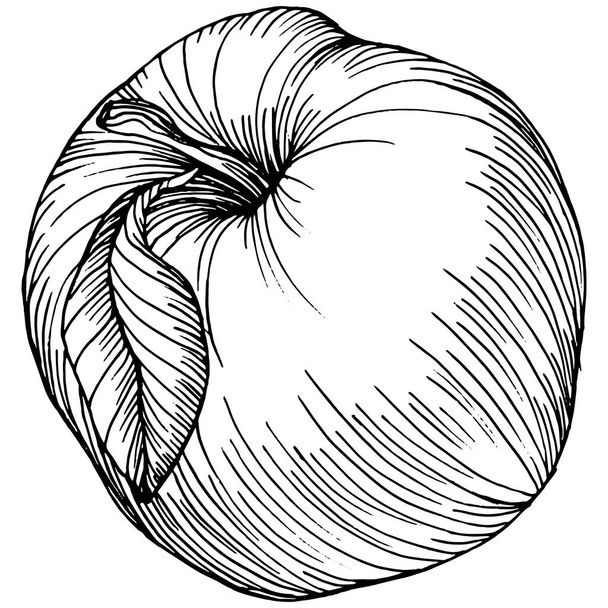 Vetor de desenho de esboço de fruta de maçã. Comida orgânica isolada gravada. Elemento preto maçã branca no fundo branco. - Vetor, Imagem