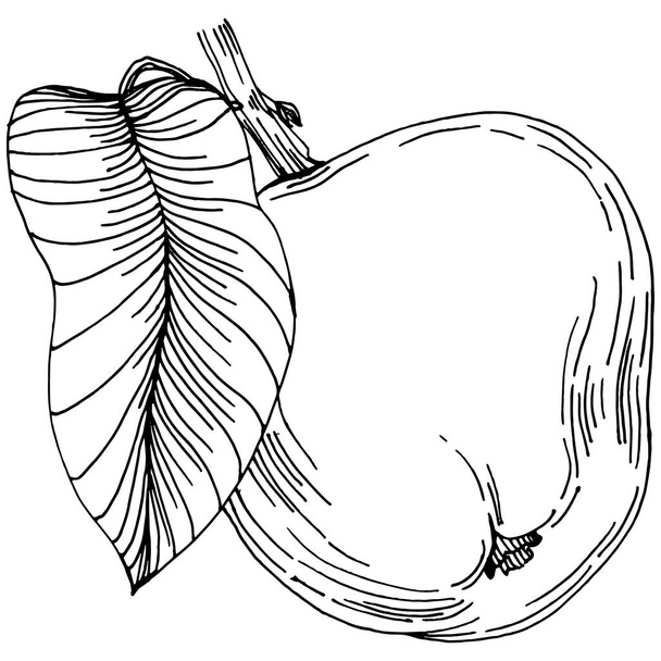 Appelfruit schets tekening vector. Gegraveerd geïsoleerd organisch voedsel. Zwart wit appel element op witte achtergrond. - Vector, afbeelding