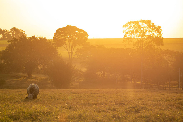 Αγελάδα τρώει γρασίδι στο ηλιοβασίλεμα. - Φωτογραφία, εικόνα