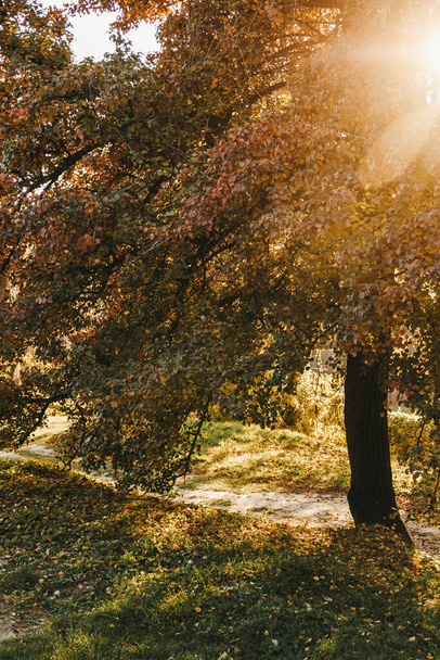 Шлях і дерево з зеленим і червоним листям в парку в осінній сезон року. Сонце світить на заході сонця
. - Фото, зображення