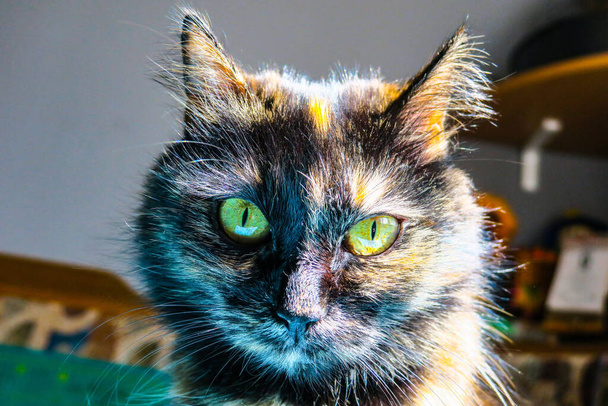 Beautiful pussy with green eyes - Fotografie, Obrázek