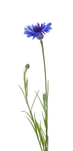 Beautiful light blue cornflower plant isolated on white - Foto, imagen