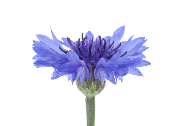 Beautiful light blue cornflower plant isolated on white - Fotó, kép