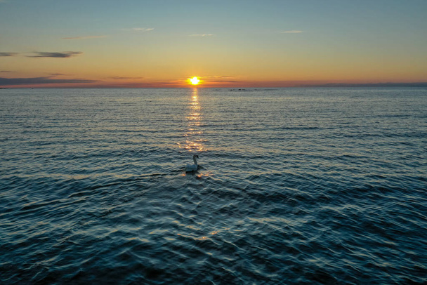 Aerial view of a lone white swan swimming in the Gulf of Finland against the backdrop of a beautiful sunset. Red-orange sky, ripples on the water - Fotoğraf, Görsel