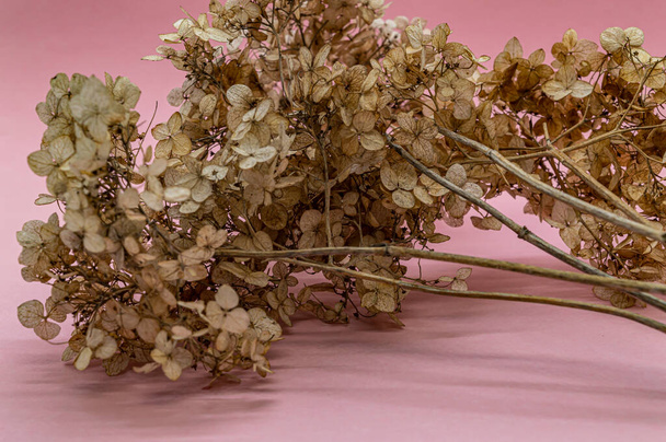 Trockene Hortensien auf rosa Hintergrund Kopierraum - Foto, Bild