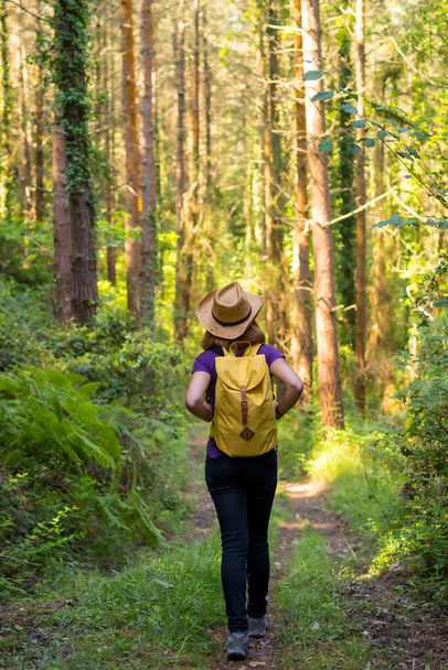 Traveler woman wearing a hat and looking at the forest pines, hiker lifestyle concept, copy and paste space, forests of the Basque country. Spain - 写真・画像