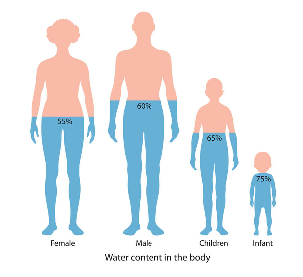Teor de água no corpo humano. Gráfico - Foto, Imagem