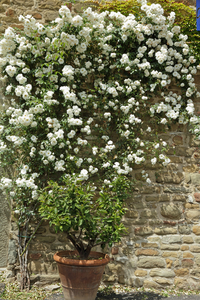 白い花の咲く庭園バラ - 写真・画像