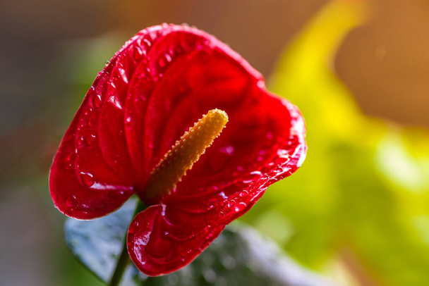 Anthurium-kukka. Anthurium on sydämen muotoinen kukka - Valokuva, kuva