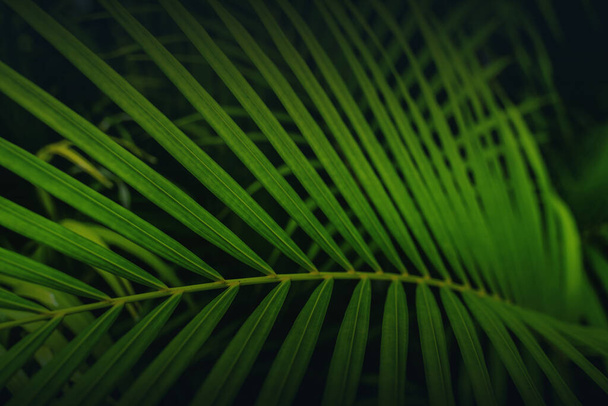 Dypsis lutescens концепція, метелик пальма зелена абстрактна текстура з природним тлом, тропічне листя в Азії і Phuket Таїланд. - Фото, зображення