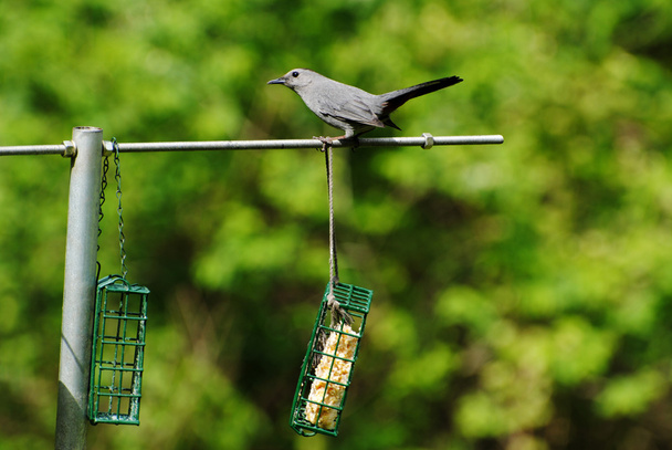 裏庭の鳥の送り装置の上に座っている灰色の鳥 - 写真・画像