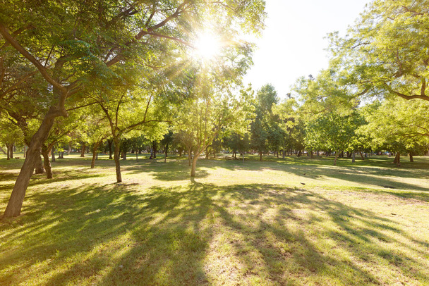 パーク・オヒギンズに草や木、ダウンタウンの市長都市公園、サンティアゴ・デ・チリ - 写真・画像